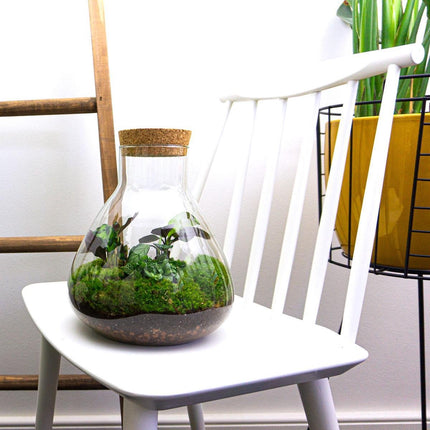 Planten terrarium - Sammie - Ecosysteem plant - ↑ 27 cm