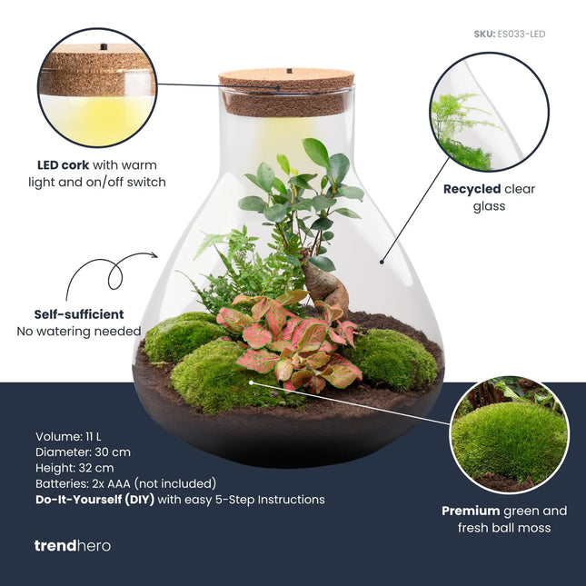 Sam XL Bonsai - DIY Planten terrarium - Ecosysteem plant - Ø 30 cm ↑ 32 cm