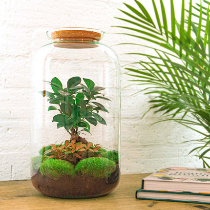 Planten terrarium - Sven XL Bonsai - Met verlichting in kurk - Ecosysteem plant - ↑ 43 cm