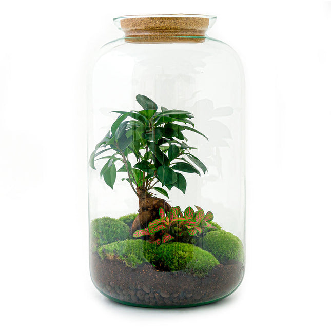 Planten terrarium - Sven Bonsai - Ecosysteem plant - ↑ 43 cm