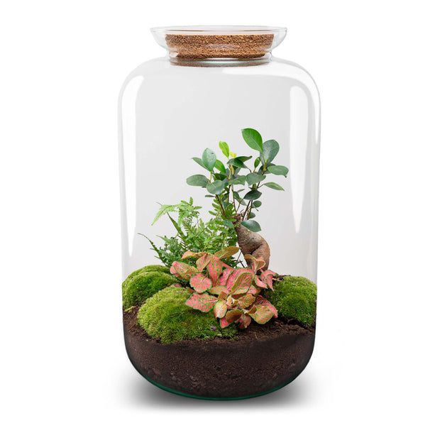 Planten terrarium - Sven XL Bonsai - Met verlichting in kurk - Ecosysteem plant - ↑ 43 cm