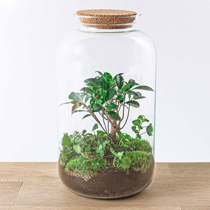 Planten terrarium - Sven Hedera bonsai - Ecosysteem plant - ↑ 43 cm