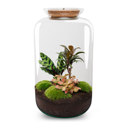 Planten terrarium - DIY - Sven XL Palm - Met verlichting in kurk - Ecosysteem plant - ↑ 43 cm