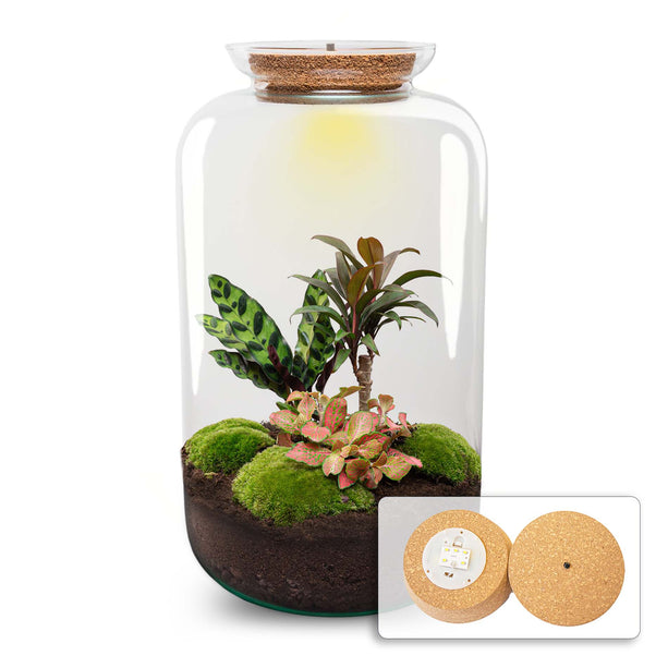 Planten terrarium - DIY - Sven XL Palm - Met verlichting in kurk - Ecosysteem plant - ↑ 43 cm