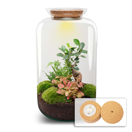 Planten terrarium - Sven XL Bonsai - Met verlichting in kurk - Ecosysteem plant - ↑ 43 cm