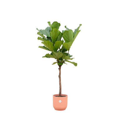 Ficus Lyrata op stam inclusief pot - ↑ 160 cm - Ø30