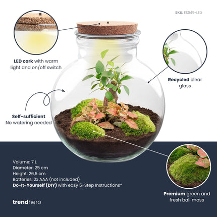 Teddy Bonsai - DIY Planten terrarium - Ecosysteem plant - Ø 25 cm ↑ 26,5 cm