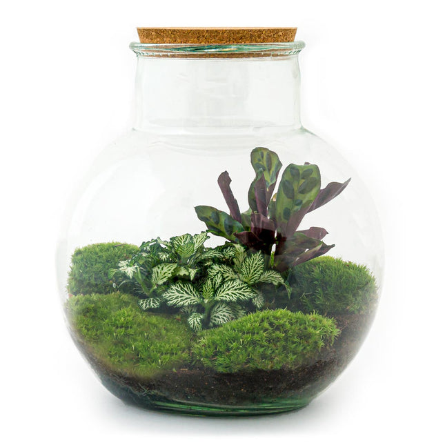 Planten terrarium - Teddy - Ecosysteem plant - ↑ 26,5 cm