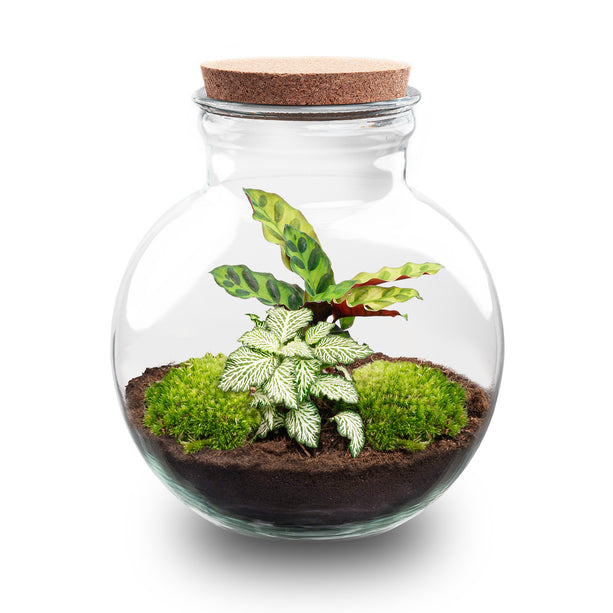 Planten terrarium - Teddy - Ecosysteem plant - ↑ 26,5 cm