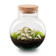 Planten terrarium - Noah - DIY kit - ↑ 20 cm