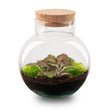 Planten terrarium - Noah - DIY kit - ↑ 20 cm