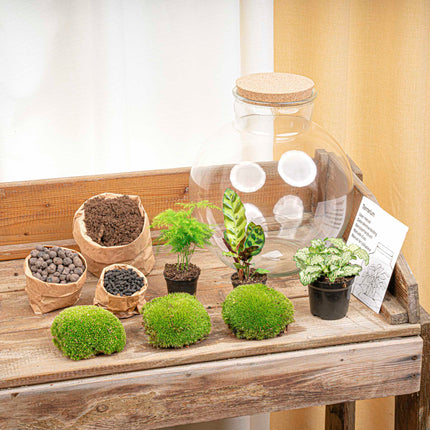 Planten terrarium - Bolder Bob - Ecosysteem plant - ↑ 30 cm