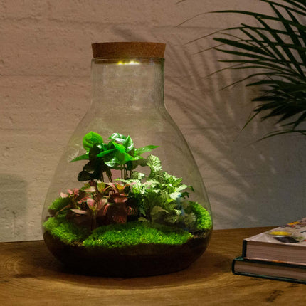 Planten terrarium - Sam Coffea met lamp - Ecosysteem plant - ↑ 30 cm