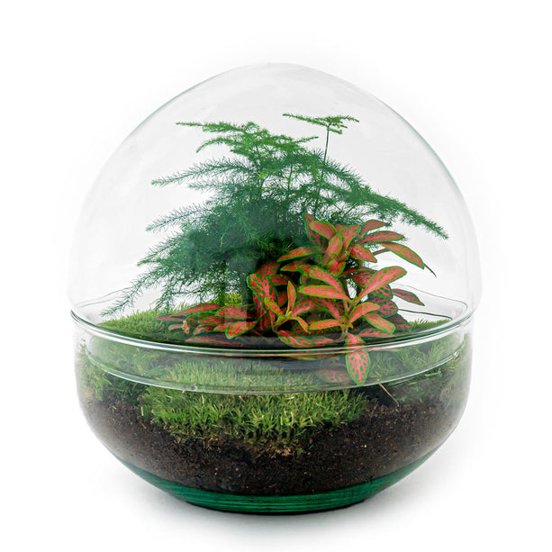 Planten terrarium - DIY - Dome Red - Ecosysteem plant - ↑ 20 cm