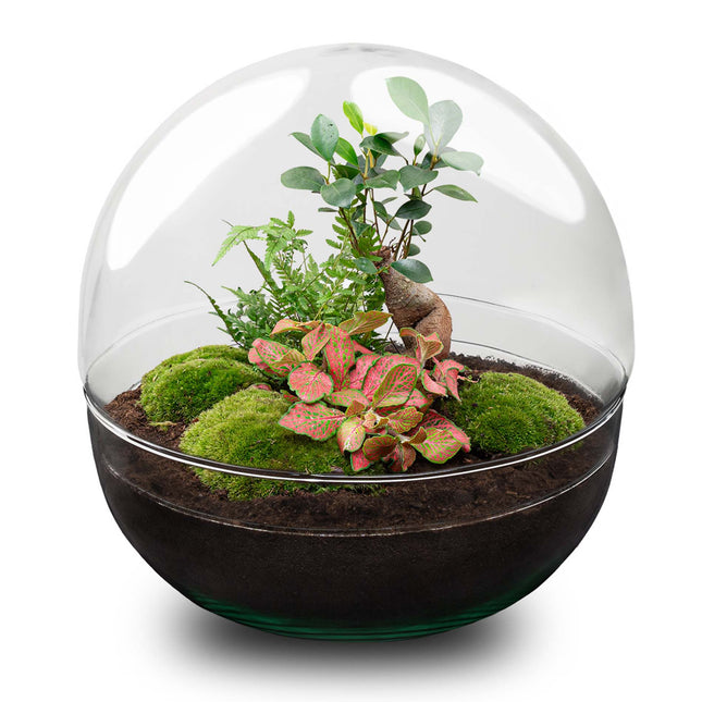 Planten terrarium - DIY kit - Dome XL Bonsai - Ecosysteem plant - Ø 28 cm ↑ 28 cm