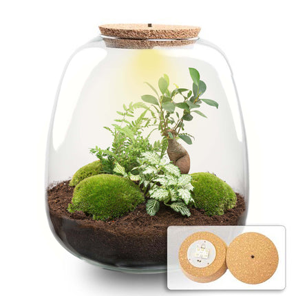 Planten terrarium - Emma - DIY kit - ↑ 25 cm - Ø 23 cm