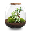 Planten terrarium - Emma - DIY kit - ↑ 25 cm - Ø 23 cm