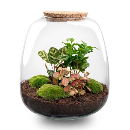 Planten terrarium - Emma - DIY kit - ↑ 25 cm - Ø 23 cm