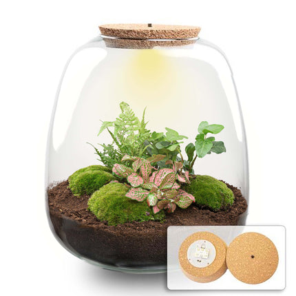 Planten terrarium - Emma - DIY kit - ↑ 25 cm - Ø 23 cm