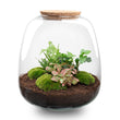 Planten terrarium - Emma - DIY kit - ↑ 25 cm - Ø 23 cm