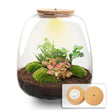 Planten terrarium - Emma - DIY kit - ↑ 25 cm - Ø 23 cm