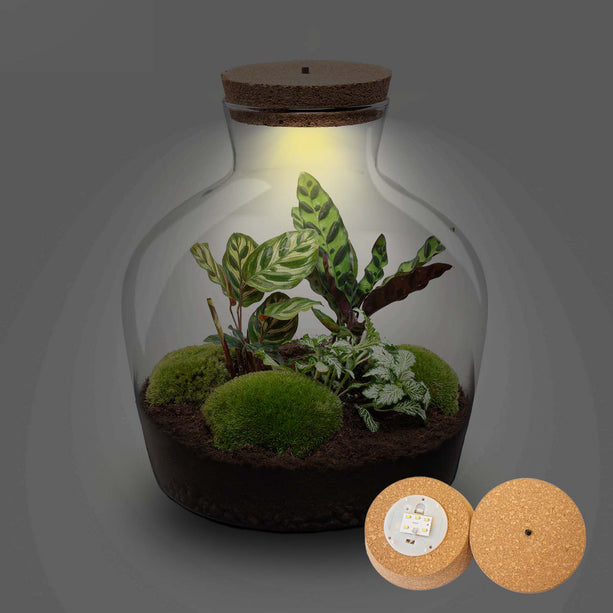 Planten terrarium - Fat Joe - Inclusief verlichting in kurk -  Ecosysteem plant - ↑ 30 cm