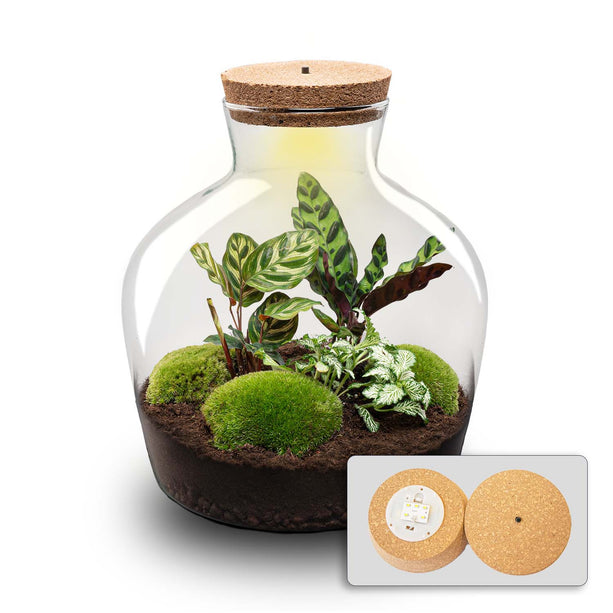 Fat Joe - DIY Planten terrarium -  Ecosysteem plant - Ø 29 cm ↑ 30 cm