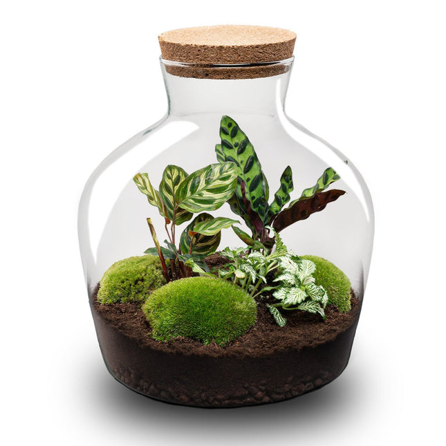 Planten terrarium - Fat Joe - Ecosysteem plant - ↑ 30 cm