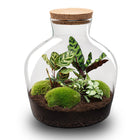 Planten terrarium - Fat Joe - Ecosysteem plant - ↑ 30 cm