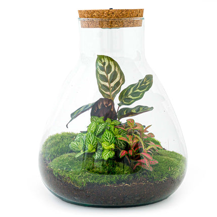 Planten terrarium - Sam Calathea met lamp - Ecosysteem plant - ↑ 30 cm