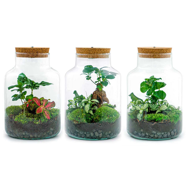 Planten terrarium - Little Milky + led lamp in kurk - ↑ 25 cm