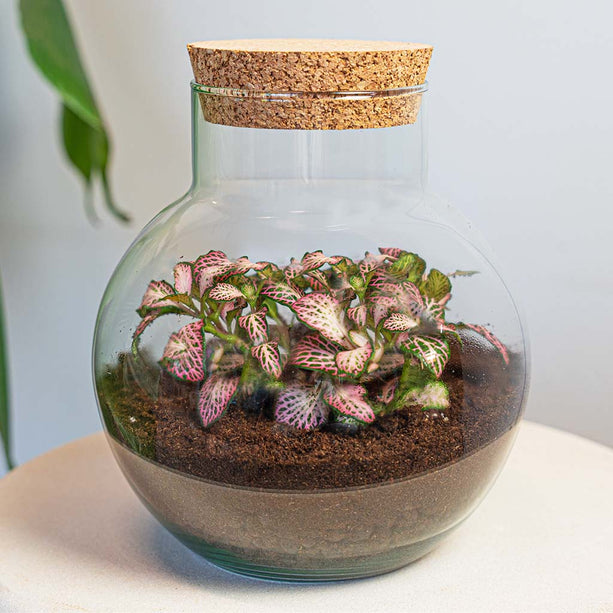 Planten terrarium - Noah - DIY kit - ↑ 20 cm