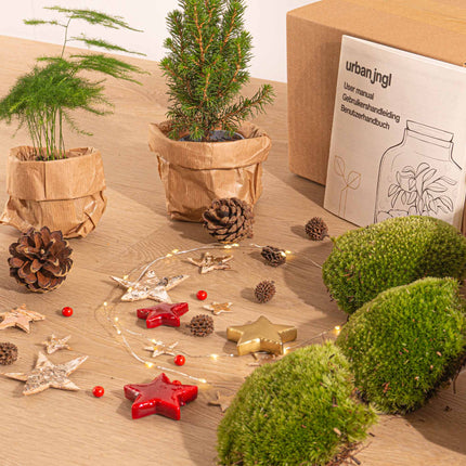 Kerst - Planten terrarium pakket - Mini-kerstboom + Asparagus + Fittonia Rood + Kit - Navulling & Startpakket- DIY