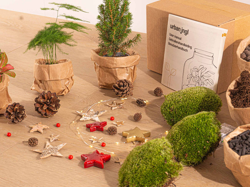 Kerst - Planten terrarium pakket - Mini-kerstboom + Asparagus + Fittonia Rood + Kit - Navulling & Startpakket- DIY