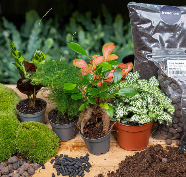 5 planten - Terrarium Start- & navulpakket - 3 terrarium planten - DIY