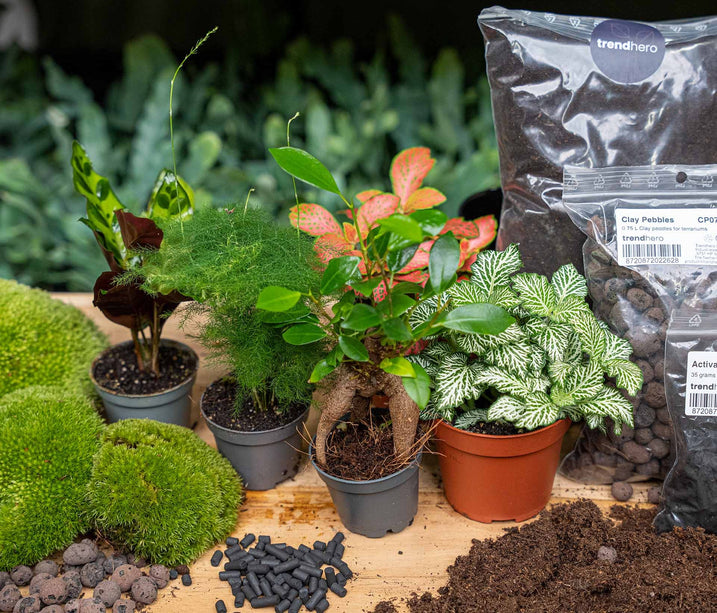 5 planten - Terrarium Start- & navulpakket - 3 terrarium planten - DIY