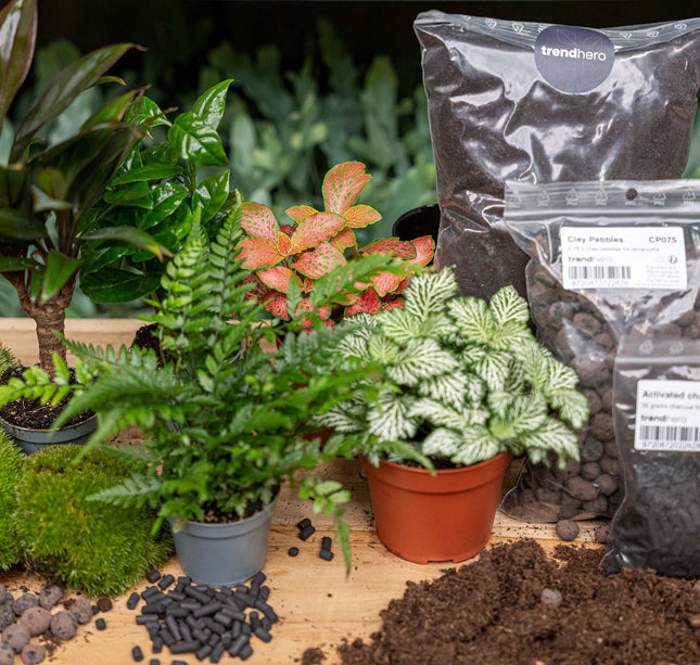 Jungle 5 - Terrarium Start- & navulpakket - 3 terrarium planten - DIY