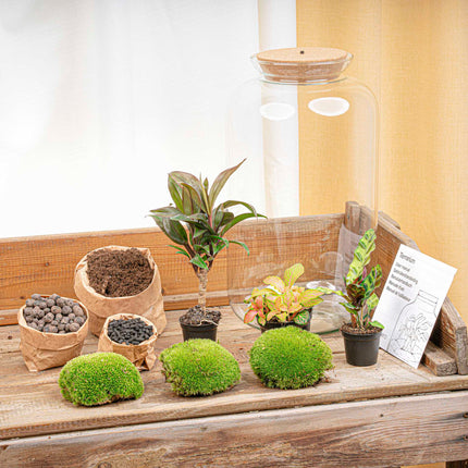 Planten terrarium - DIY - Sven XL Palm - Met verlichting in kurk - Ecosysteem plant - ↑ 43 cm