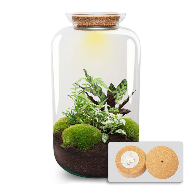 Planten terrarium - DIY - Sven XL Botanisch - Met verlichting in kurk - Ecosysteem plant - ↑ 43 cm