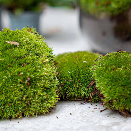 Terrarium Start- & navulpakket -  Maat S/M - DIY