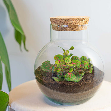 Planten terrarium - Noah - DIY kit - ↑ 20 cm