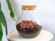 Planten terrarium - Noah - DIY kit - ↑ 20 cm