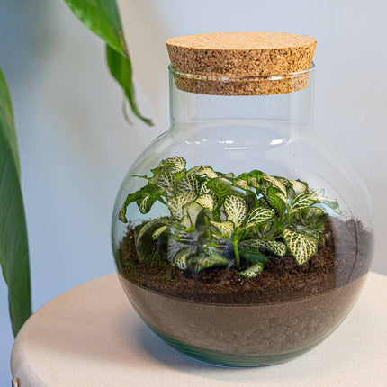 Planten terrarium - Noah - DIY kit - ↑ 20 cm