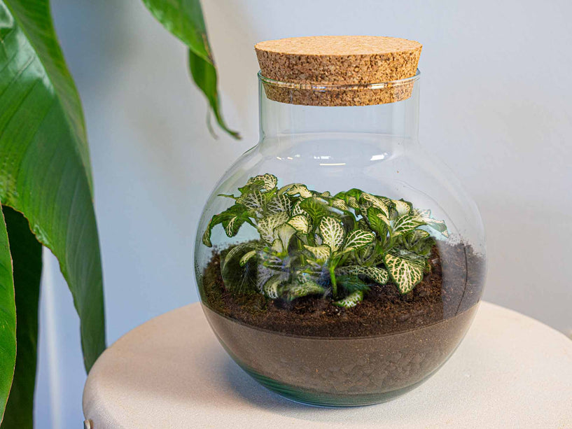 Planten terrarium - Noah - DIY kit - ↑ 20 cm