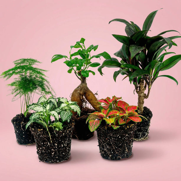 Terrarium planten pakket Ficus Ginseng - 5 planten - Bonsai