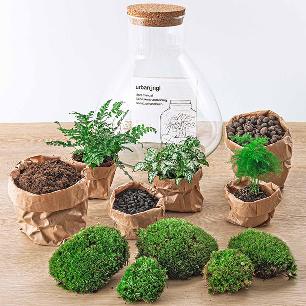 Planten terrarium - Sam XL - Ecosysteem plant - ↑ 35 cm