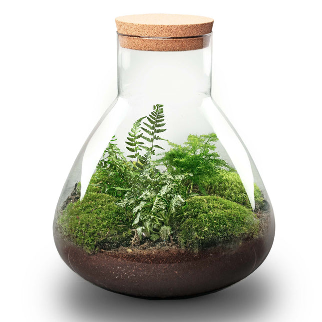 Planten terrarium - Sam XL - Ecosysteem plant - ↑ 35 cm