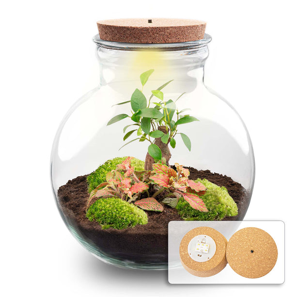 Planten terrarium - Teddy bonsai - Ecosysteem plant - ↑ 26,5 cm