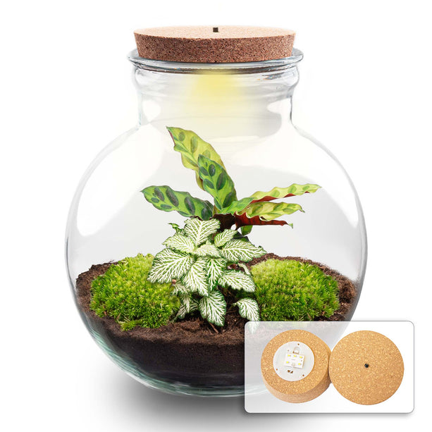 Planten terrarium - Teddy - Ecosysteem plant - ↑ 26,5 cm