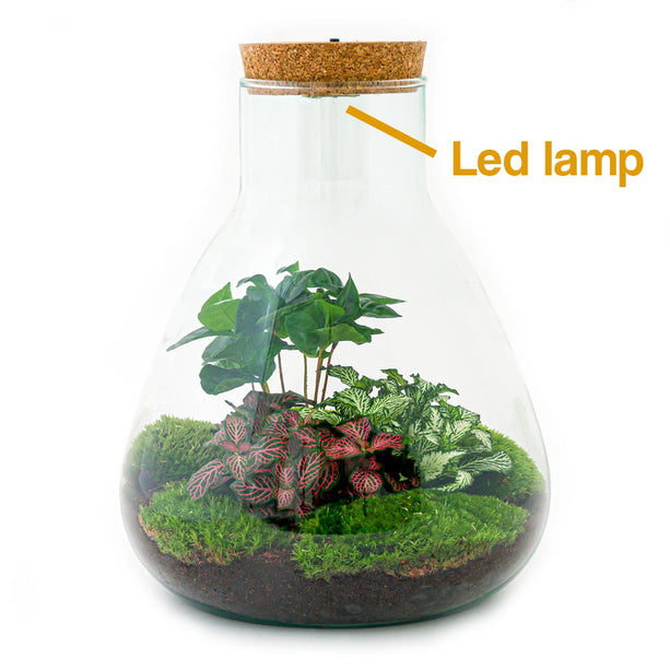 Planten terrarium - Sam Coffea met lamp - Ecosysteem plant - ↑ 30 cm